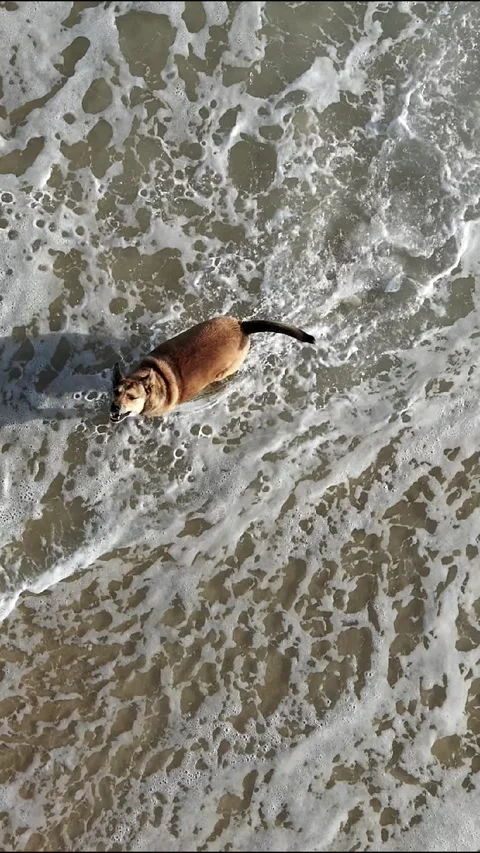 Vertical Top Down Dog on Tropical Beach Stock Footage 340531260
