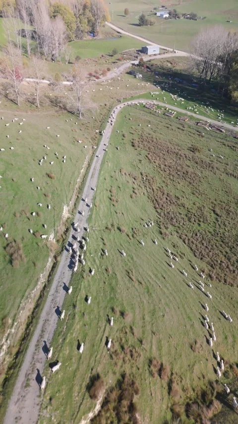 Vertical Top Down Drone Shot of Sheep Herd Moving Vídeo Stock 333971330