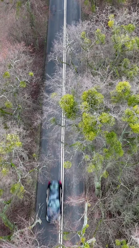 Vertical Top-Down Drone Tracking Shot of Car on Forest Road Stock Footage 323877397