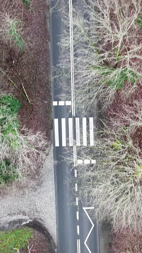 Vertical Top-Down Drone View of Forest Road Crosswalk Stock Footage 323876020