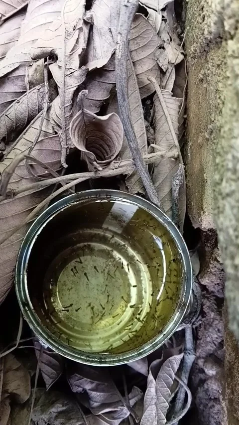 Vertical Top Down Mosquito Larvae In Tin Can Видео 335473634
