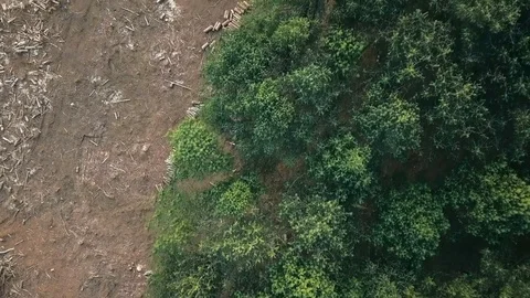 Vertical top down view of edge of cleared forest with workers lying on the gr Video stock 78584330