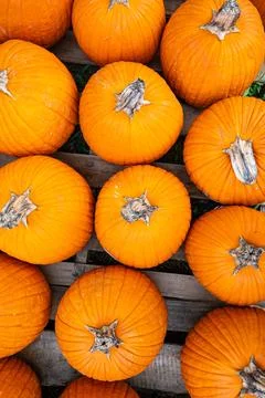 Vertical Top-Down View of Orange Pumpkins Arranged on Wooden Pallets Stock Photos