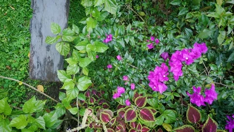 Vertical top-down view of vibrant flowers and green foliage in garden Video stock 316789886