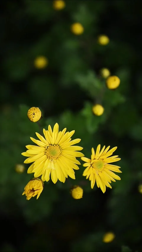 Vertical Top Down View of Yellow Chrysanthemum Flowers Blooming in Garden. 動画素材 329141597