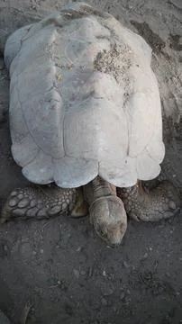 Vertical Top View of Giant Old Tortoise Walking on Rough Dry Dirt 写真素材
