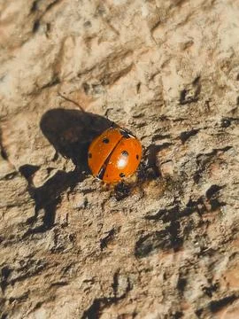 Vertical top view of ladybug on stone Stock Photos