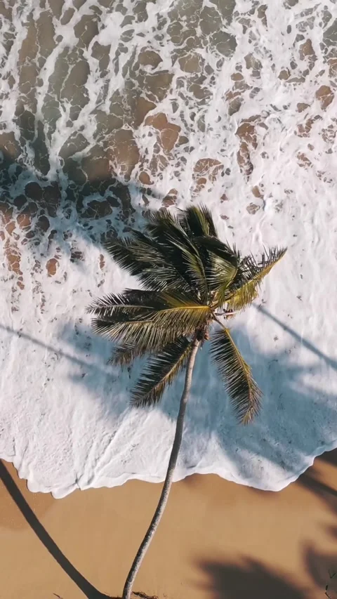 Vertical top view of lonely palm tree hanging over the wild beach. Big waves on Stock Footage 292595706