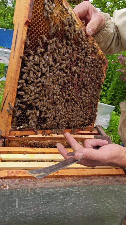 Vertical Top View of Open Beehive with Wooden Frames and Bees 9x16 Video stock 337060311