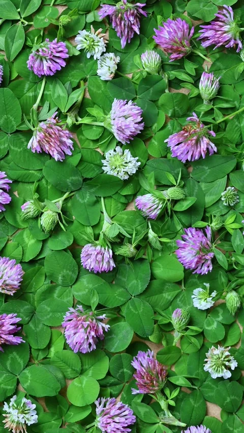 Vertical Top View Of Red And White Clover Flowers Flat Lay 動画素材 343279793