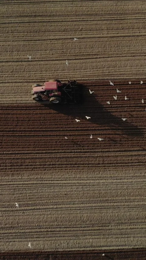 Vertical top view of a red tractor plowing a brown field with white birds flying 库存影片 329294234