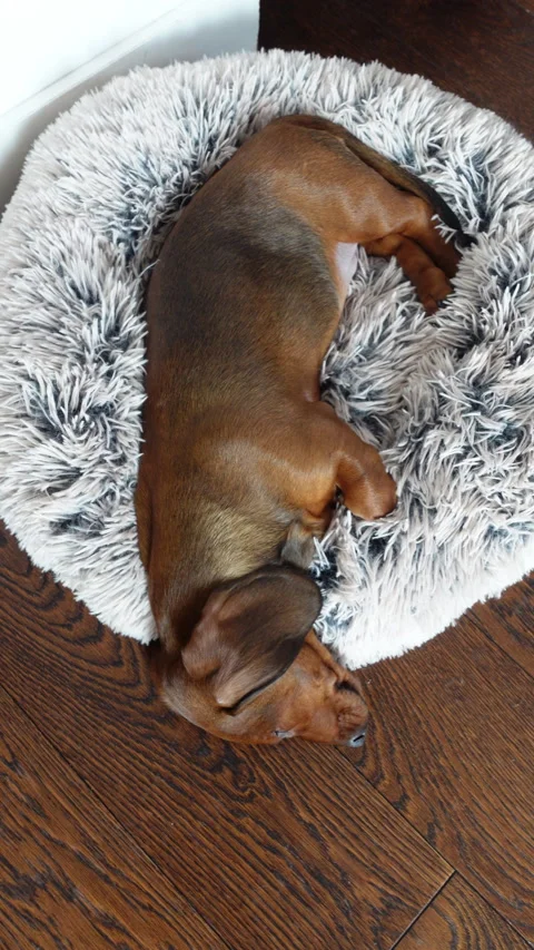 Vertical top view of small dachshund sleeping on a fluffy bed Видео 332012581