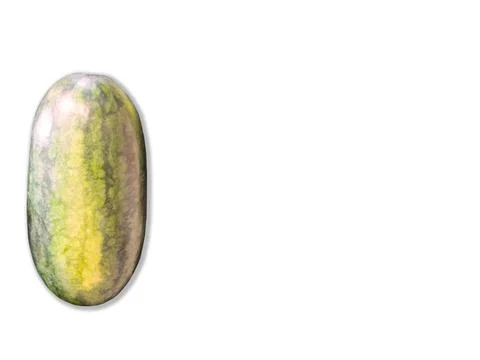 Vertical torpedo melon, patterned rind, yellow-green color. Faint shadow. Fotos de archivo