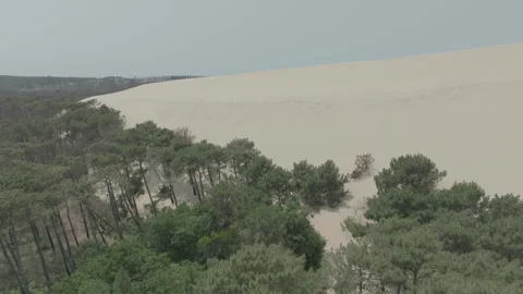 Vertical tracking close-up of tree with Arcachon Bay forest left, France Stock Footage 333108268
