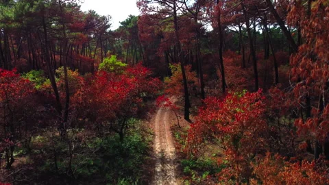 Vertical tracking of forest path with red, orange and green trees, Gironde Stock Footage 332065245