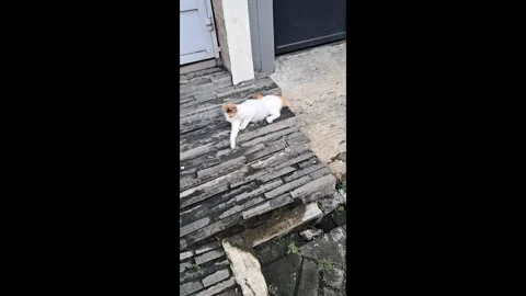 Vertical Tracking Shot of Domestic Cat on Brick Pavement Stock-Footage 336437633