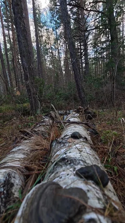 Vertical Tracking Shot of Fallen Birch Logs with Fungi in Forest Video stock 348519787