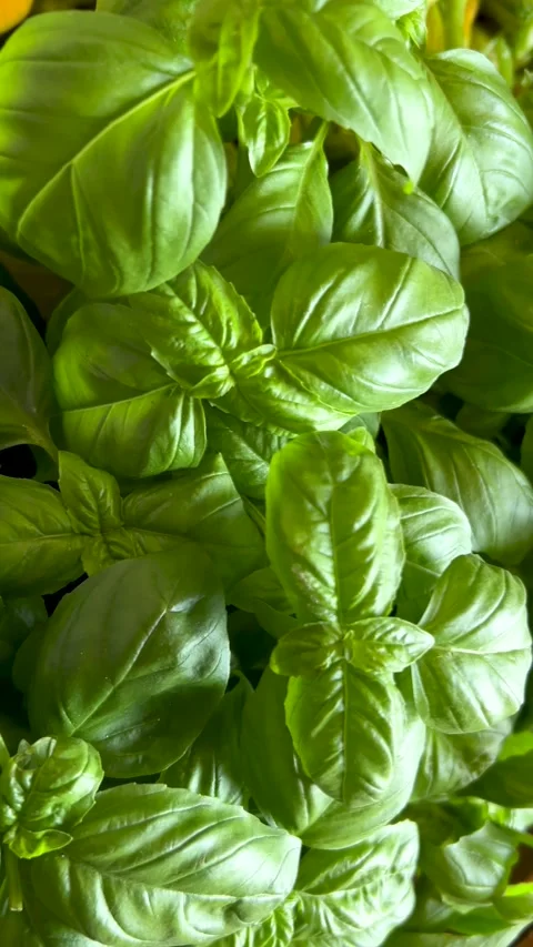Vertical tracking shot on green basil leaves in top view Stock Footage 312013033