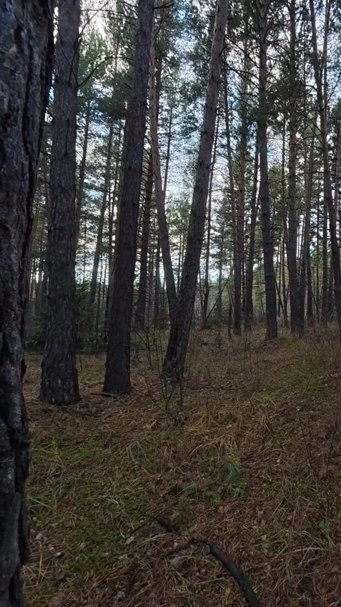 Vertical Tracking Shot Through a Dense Pine Forest and Tall Trees Stock Footage 348519845