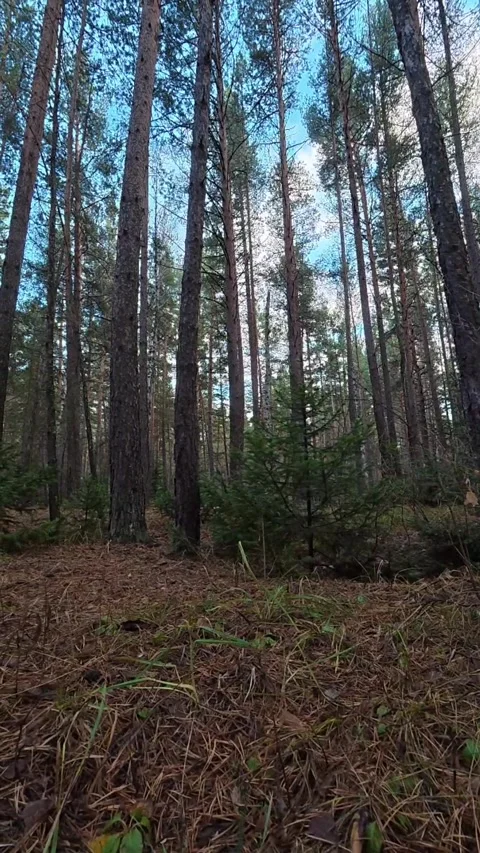 Vertical Tracking Shot Through a Dense Pine Forest and Fallen Logs Stock Footage 348519861