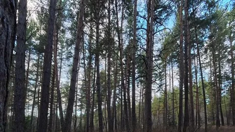 Vertical Tracking Shot Through Tall Pine Trees in a Dense Forest Video stock 348519847