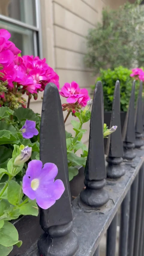 Vertical tracking shot walking along a flower fence in belgravia london Stock Footage 337366193