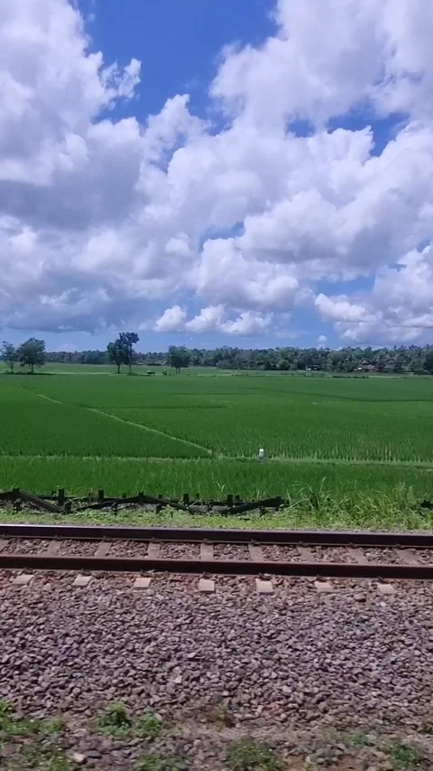 Vertical train windows view off rice field Stock Footage 264861891