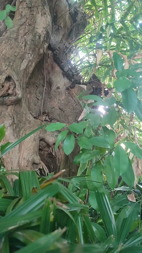 Vertical Tree and Green Foliage Swaying in Wind Stock Footage 340417046