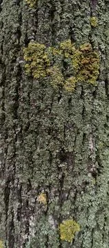 Vertical Tree Bark with Moss and Lichen Texture for Smartphone Wallpaper Stock Photos
