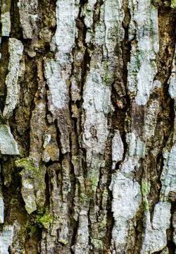 Vertical Tree Bark Texture Background Close Up Detail 写真素材