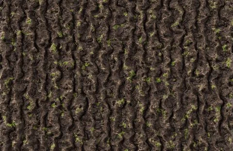 Vertical tree bark texture with green moss highlights for organic and forest Stock Illustration