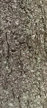 Vertical Tree Bark Texture with Lichen for Smartphone Wallpaper Stock Photos