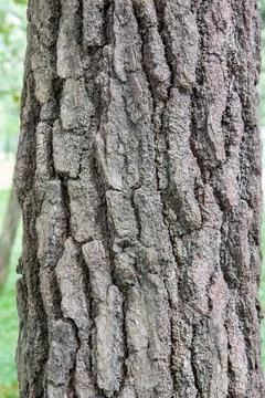 Vertical Tree Bark Texture Natural Wood Background Stock Photos
