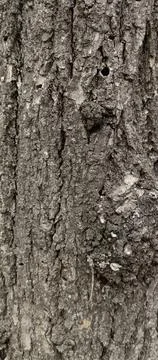 Vertical Tree Bark Texture for Smartphone Wallpaper Stock Photos