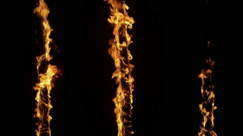 Vertical Tree Branches Catching Fire Stock Footage 232503614