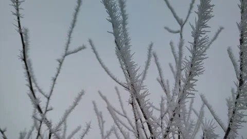 Vertical tree branches covered in spiky crystalline hoarfrost, tilting Video stock 346978900