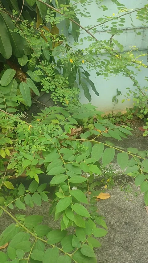 Vertical Tree Leaves Swaying in the Wind Stock Footage 339592831