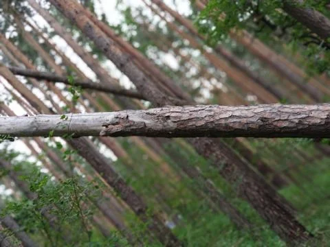 Vertical tree Foto stock