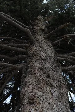 Vertical tree Stock Photos