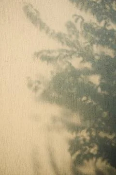 Vertical Tree Shadow Overlay on Warm Beige Wall Texture Stock Photos