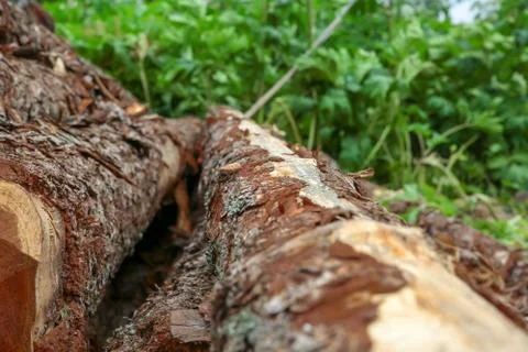 Vertical tree trunk brown fresh sawn hard bark pine on a background of green Stock Photos
