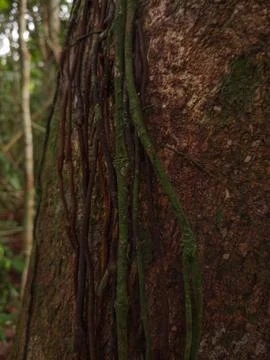Vertical Tree Trunk with Climbing Adventitious Roots Stock Photos