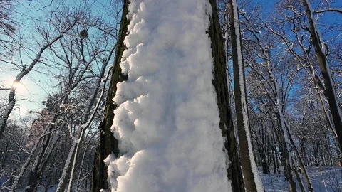 A vertical tree trunk covered with snow against the blue winter sky in the rays  Stock-Footage 321843919