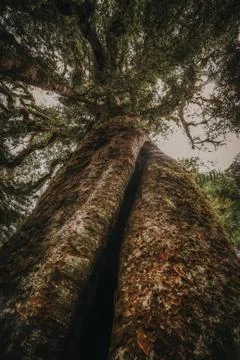 Vertical tree trunk in forest, New Zealand Stock Photos