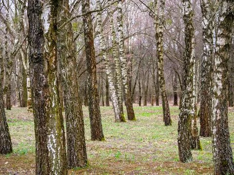 Vertical tree trunks, birch grove, scattered yellow leaves Stock Photos
