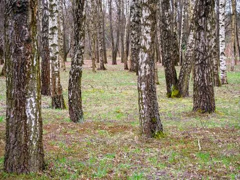 Vertical tree trunks, birch grove, fallen leaves Foto stock