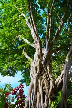 Vertical of tree of twisted branches and lush green leaves Stock-Fotos