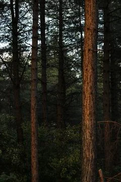 Vertical trees in forest Foto stock