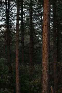 Vertical trees in forest Stock Photos