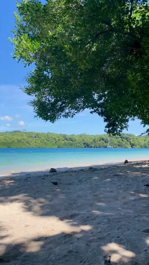 Vertical Tropical Beach Framed by Green Tree Leaves Bali Stock Footage 335916153